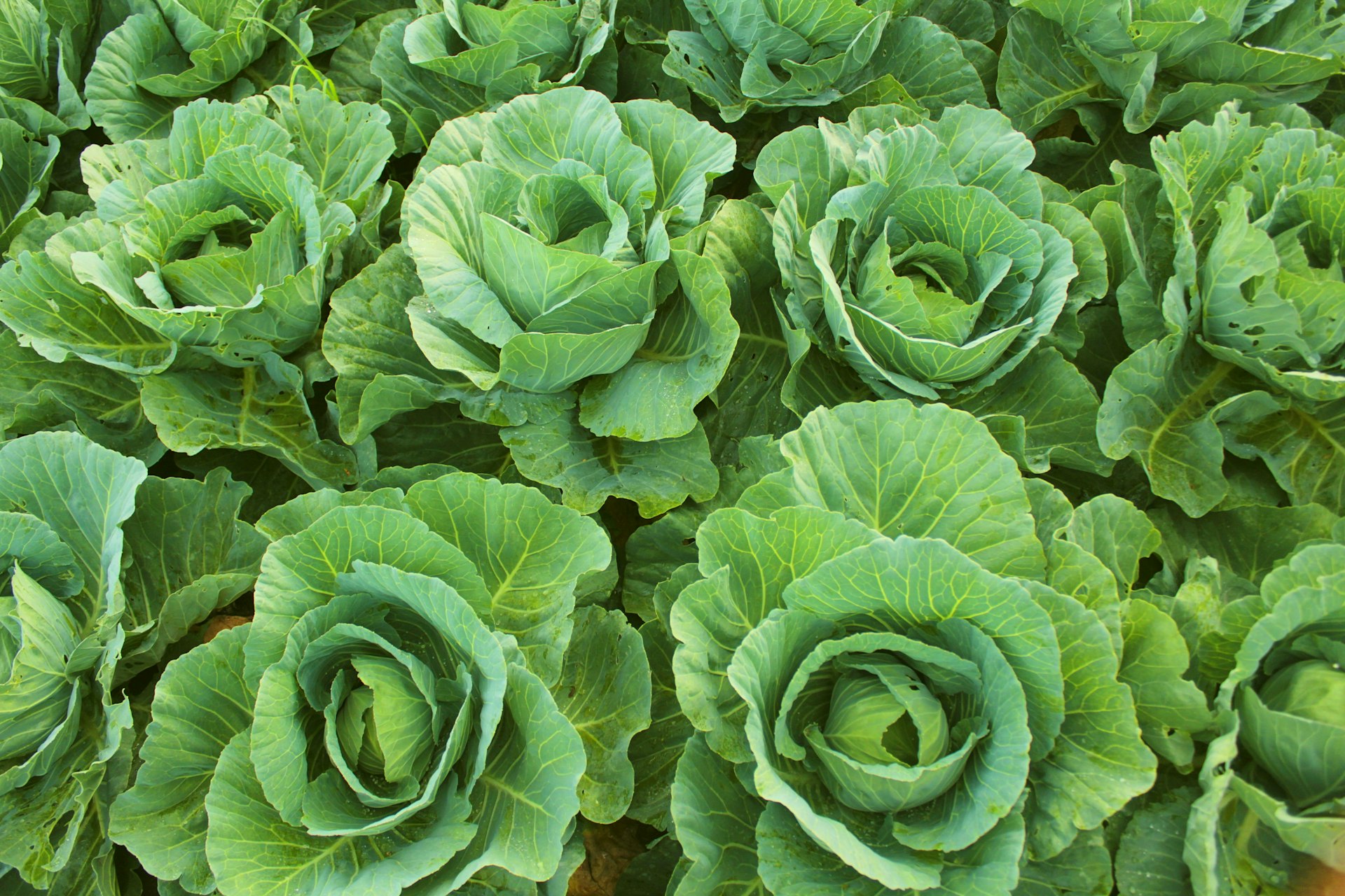 A close up of a bunch of green lettuce